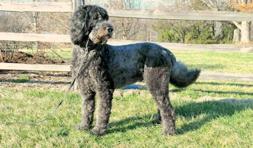 Giant Schnoodle Puppy